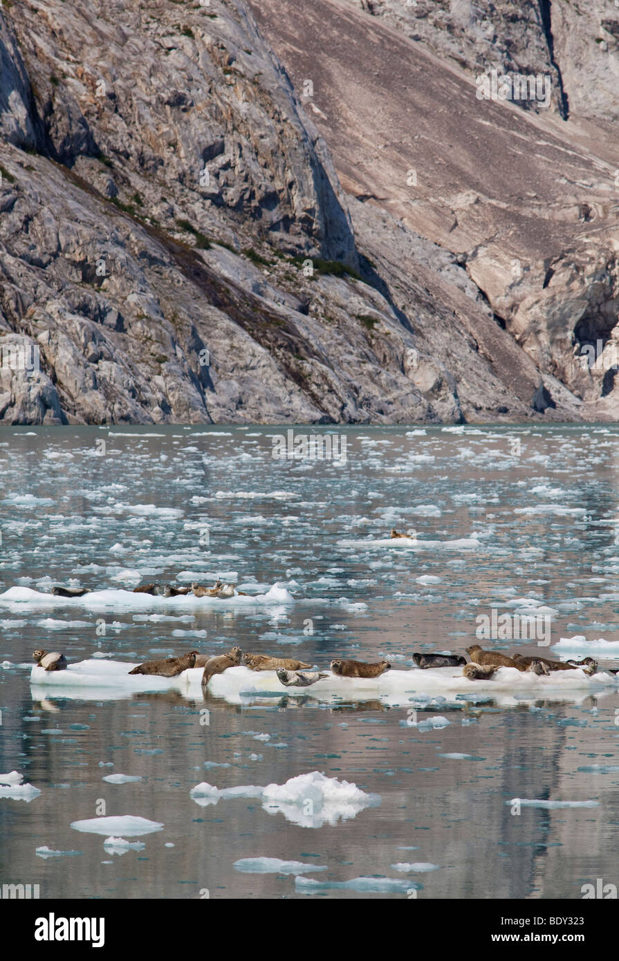 Seward, Alaska - Seehunde ruhen auf Eisschollen im nordwestlichen Fjord in Kenai Fjords Nationalpark. Stockfoto