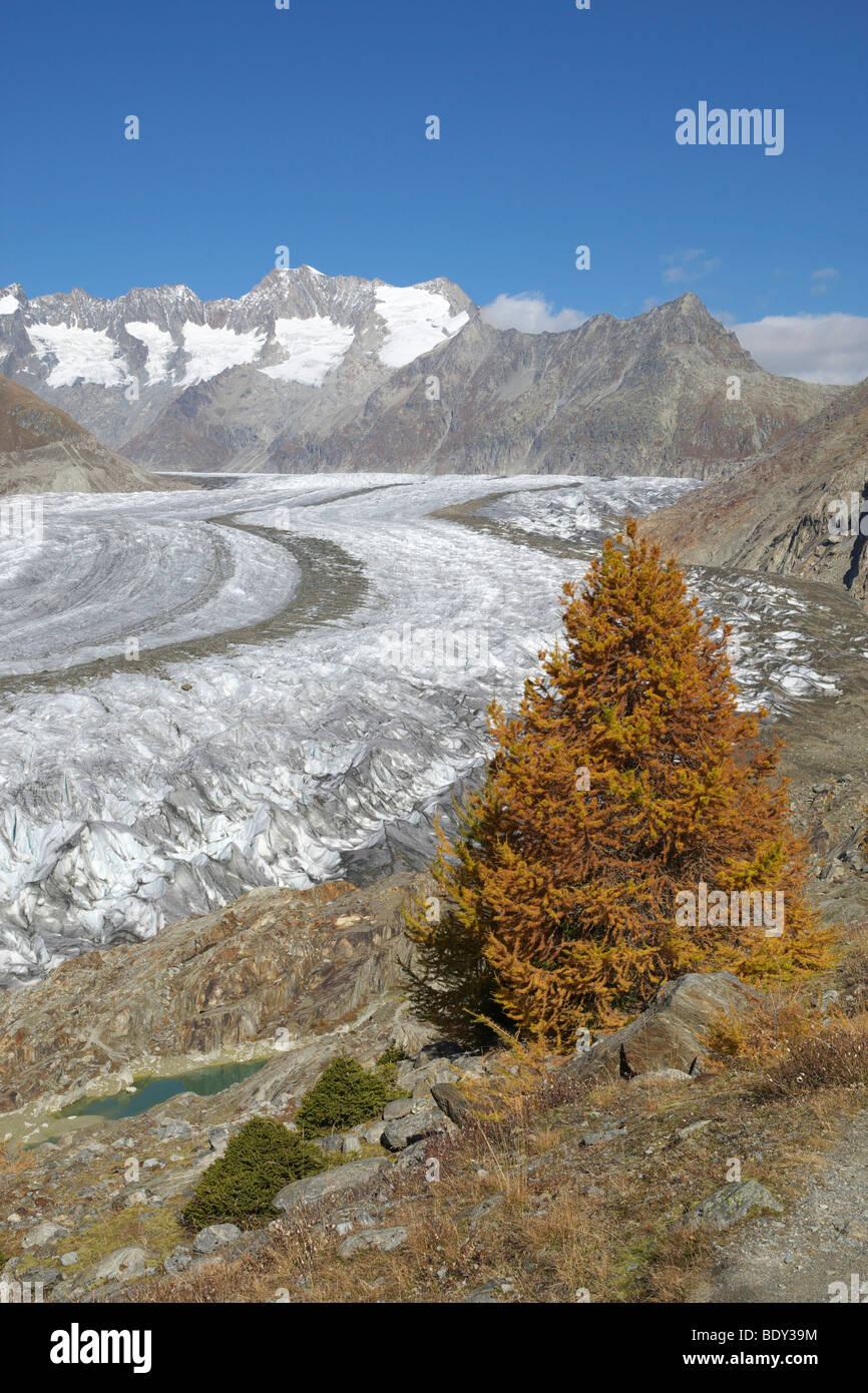 Aletschgletscher im Herbst, Wallis, Schweiz, Europa Stockfoto