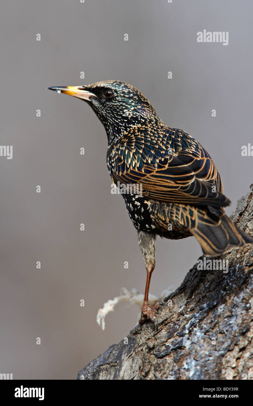 Europäischen Star (Sturnus Vulgaris Vulgaris) auf Baum Stockfoto