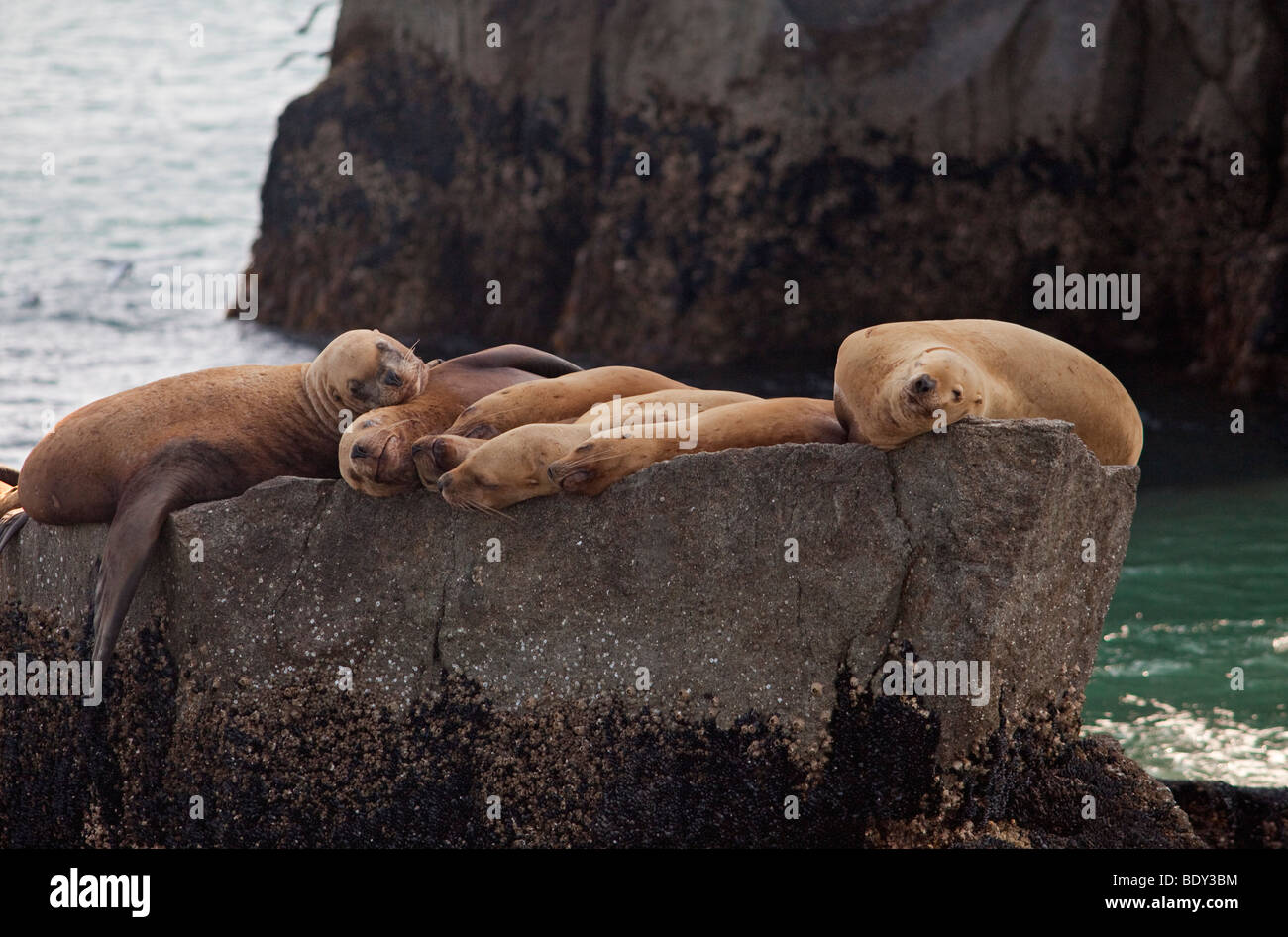 Seward, Alaska - Steller Seelöwen ruht auf einem Felsen im Kenai-Fjords-Nationalpark. Stockfoto