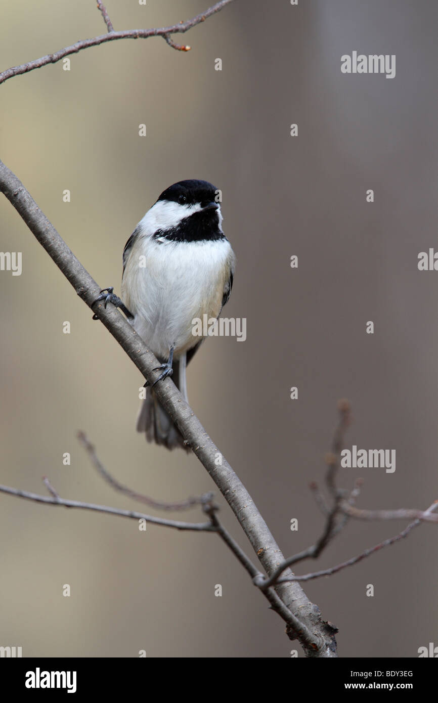 Schwarz-capped Chickadee (Poecile Atricapillus Atricapillus) thront auf Zweig Stockfoto