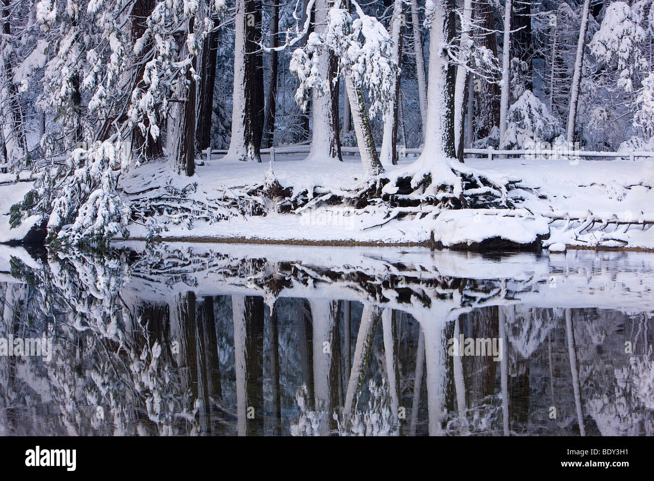 Schneebedeckte Tannen und gespiegelten Reflexion im Merced River, Yosemite-Nationalpark, Kalifornien, USA. Stockfoto