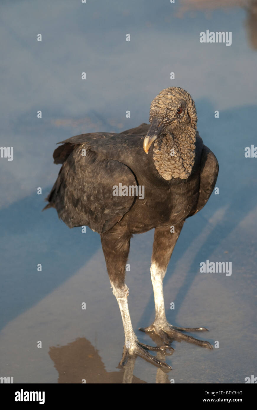 Mönchsgeier (Coragyps Atratus) Stockfoto