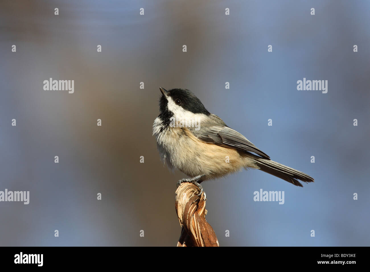 Schwarz-capped Chickadee (Poecile Atricapillus Atricapillus) thront auf Zweig Stockfoto