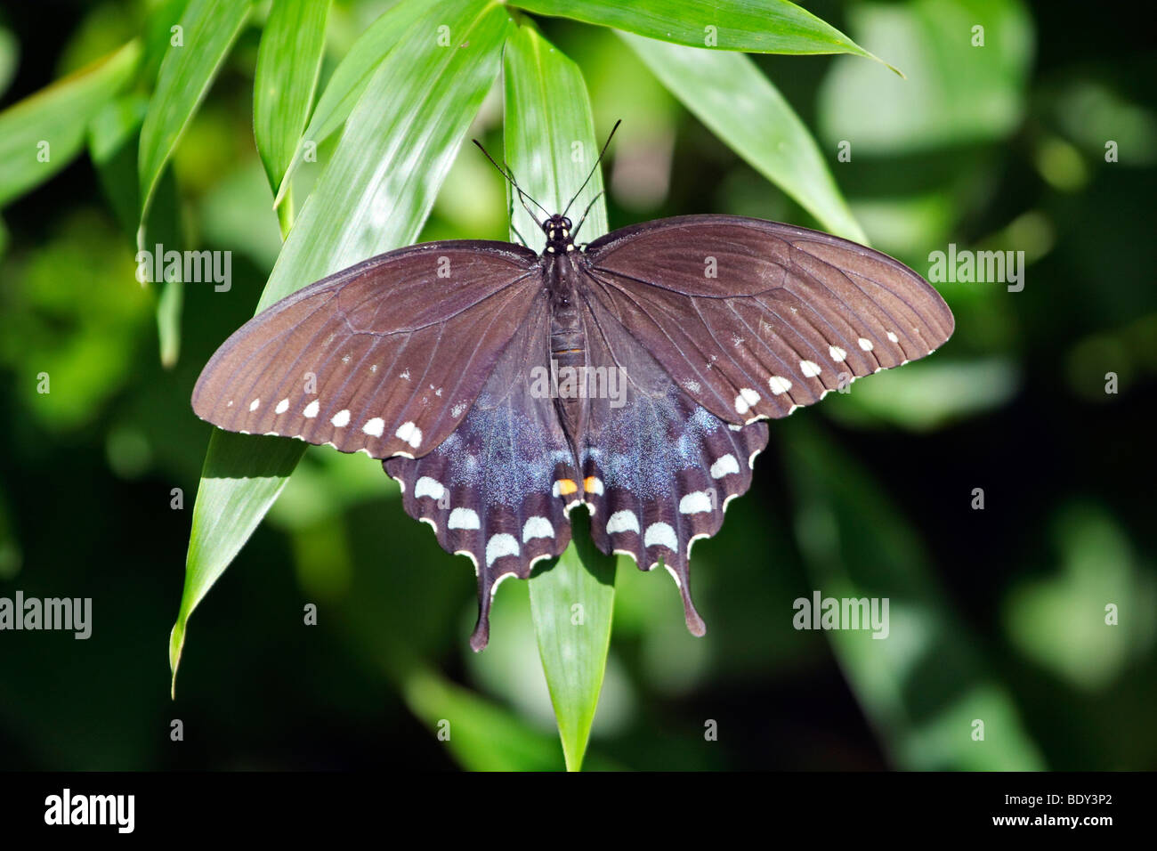 Schwarzen Schwalbenschwanz Schmetterling weiblich mit Flügeln Stockfoto