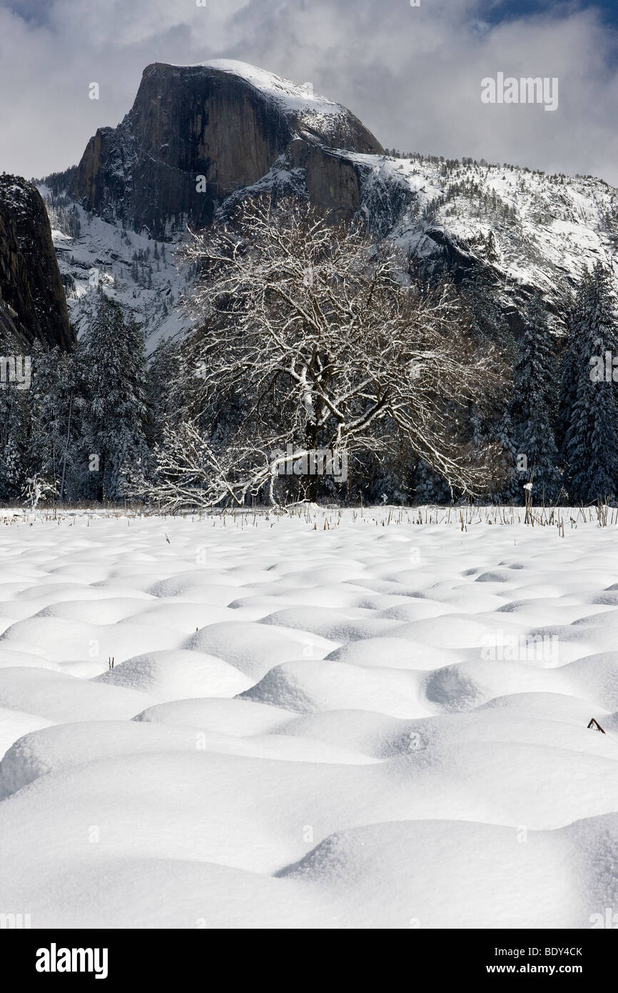 Schnee, Berge, Cooks Wiese, einsame Elm und Half Dome, Yosemite-Nationalpark, Kalifornien, USA. Stockfoto