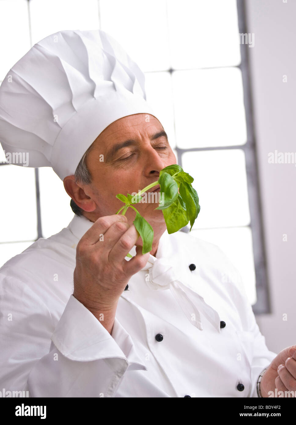 Koch ein Koch Hut riechen ein Bund Basilikum Stockfoto