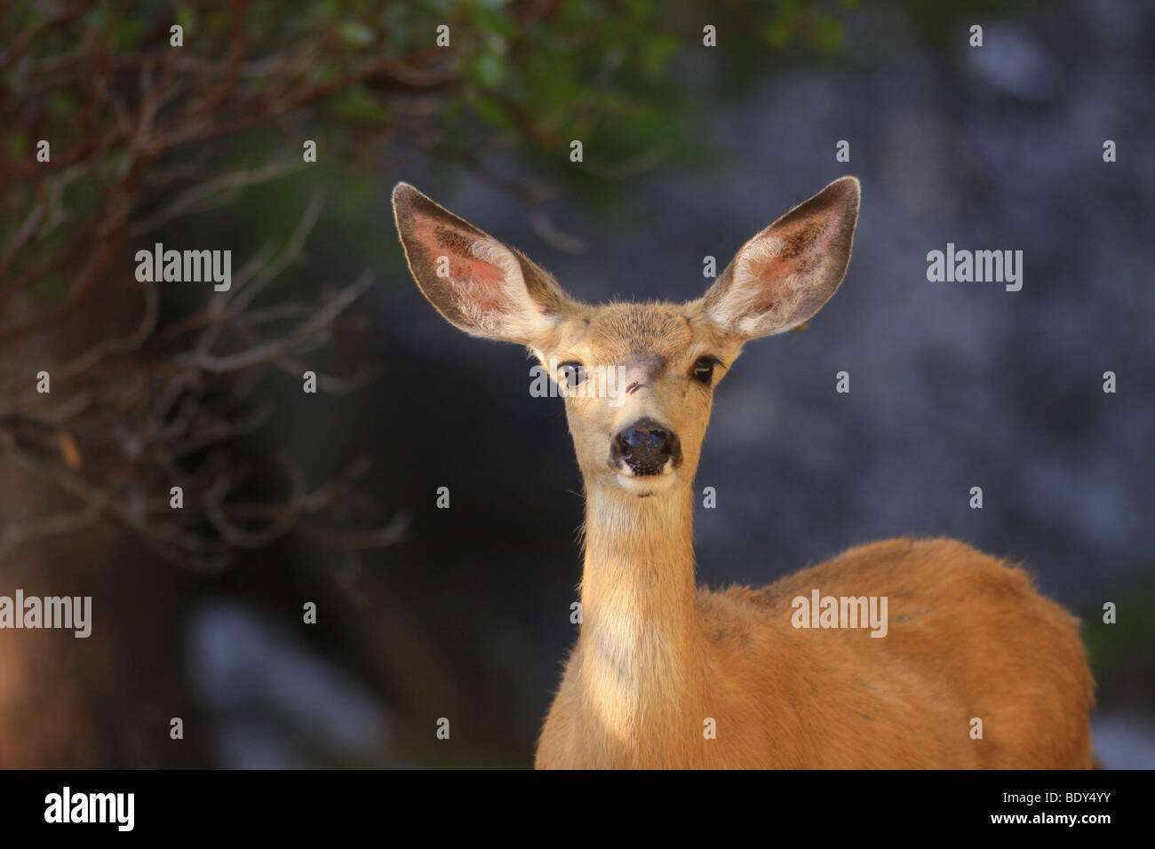 junge Maultierhirsche Stockfoto