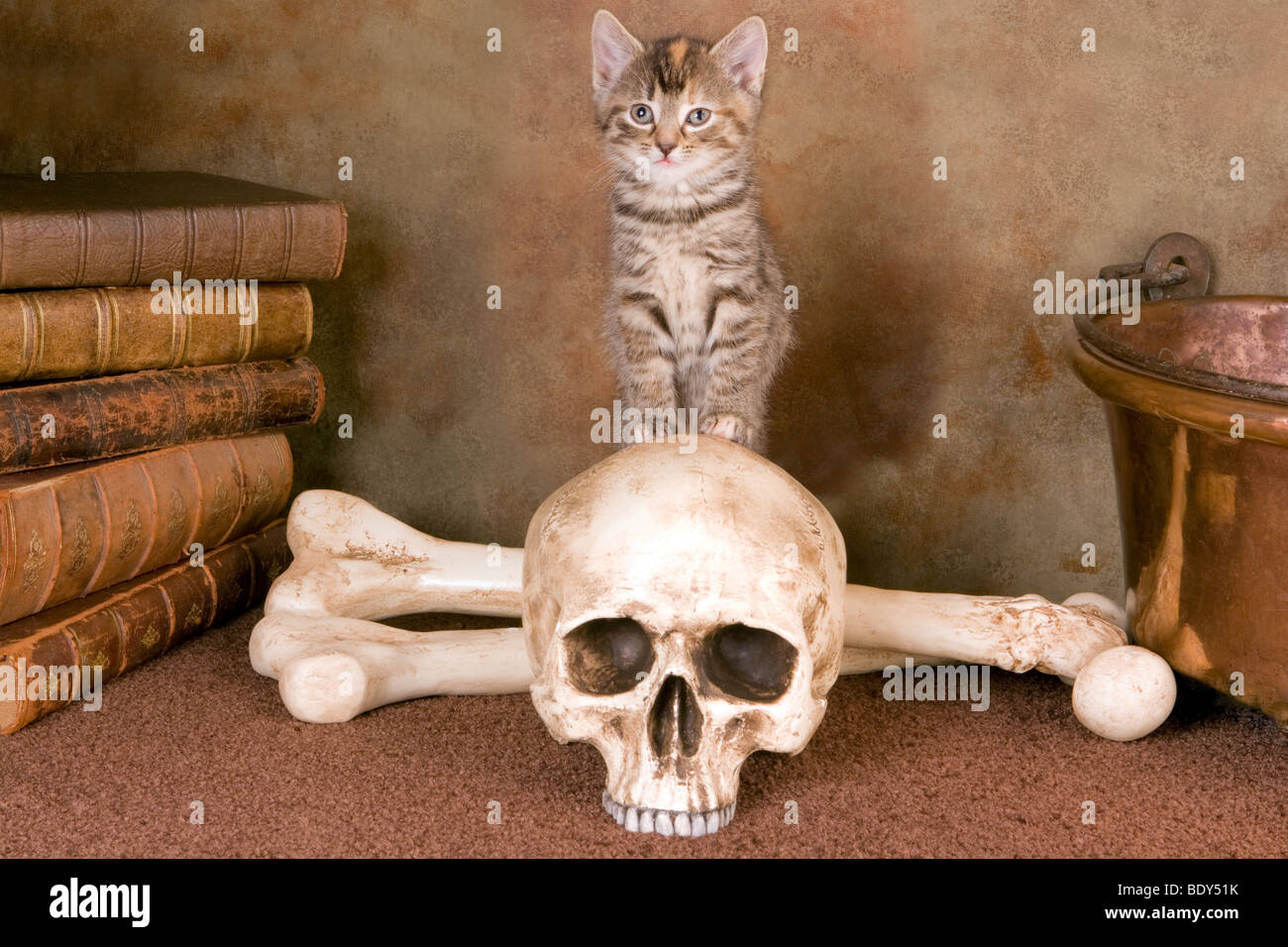 Sechs Wochen alte graue Kätzchen eine schwarze Katze Halloween sein zu wollen Stockfoto