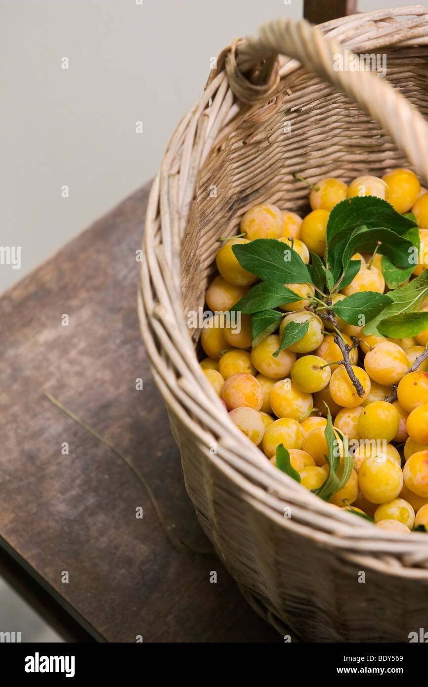 Mirabellen in einem Ernte-Korb Korbwaren Mesh gemacht Stockfoto
