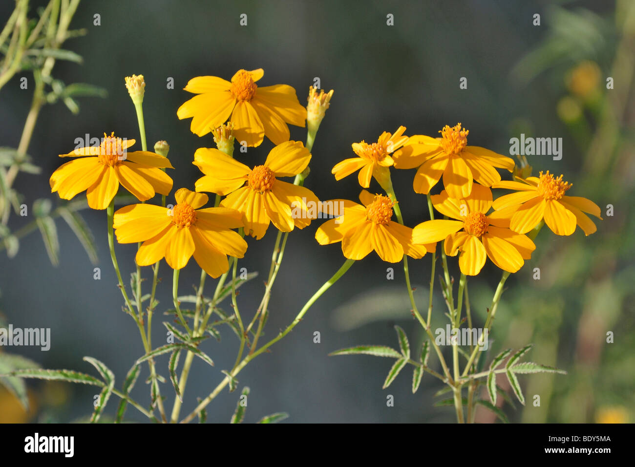 Berg-Ringelblume (Tagetes Lemmoni), Living Desert Park, Palm Desert, Südkalifornien, UESA Stockfoto