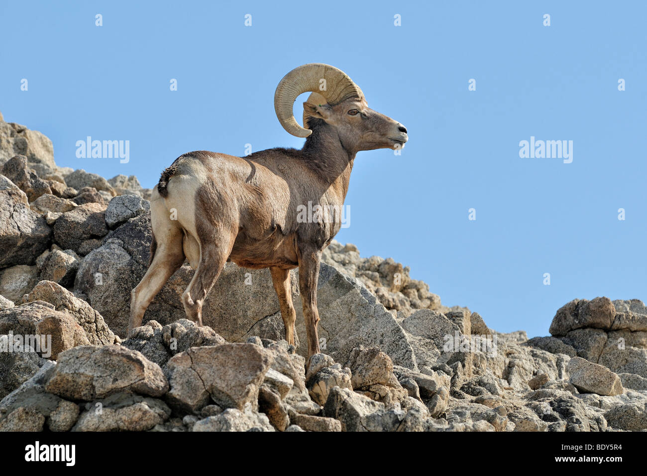 Männliche Dickhornschaf (Ovis Canadensis), Borrego Palm Canyon, Anza Borrega Desert State Park, Borrego Springs, Southern California Stockfoto