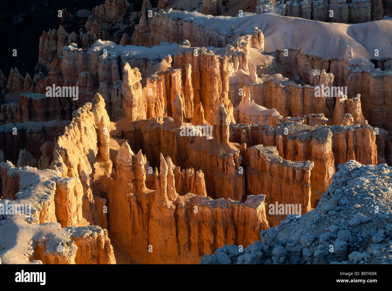 Detail-Ansicht die Hoodoos, Erosion Strukturen im Bryce Canyon, Bryce Canyon Nationalpark, Tropic, Utah, USA Stockfoto