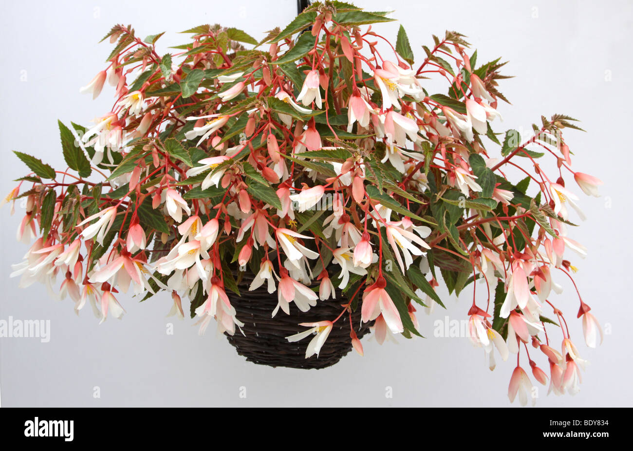 Begonia 'Elegance' hängenden Korb Stockfoto