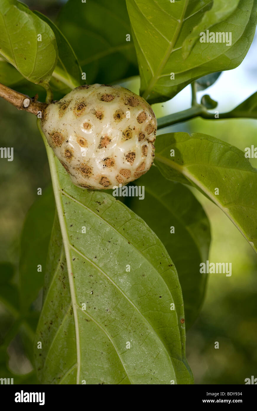 Indian Mulberry, Schmerzmittel (Morinda Citrifolia), Frucht am Baum. Stockfoto