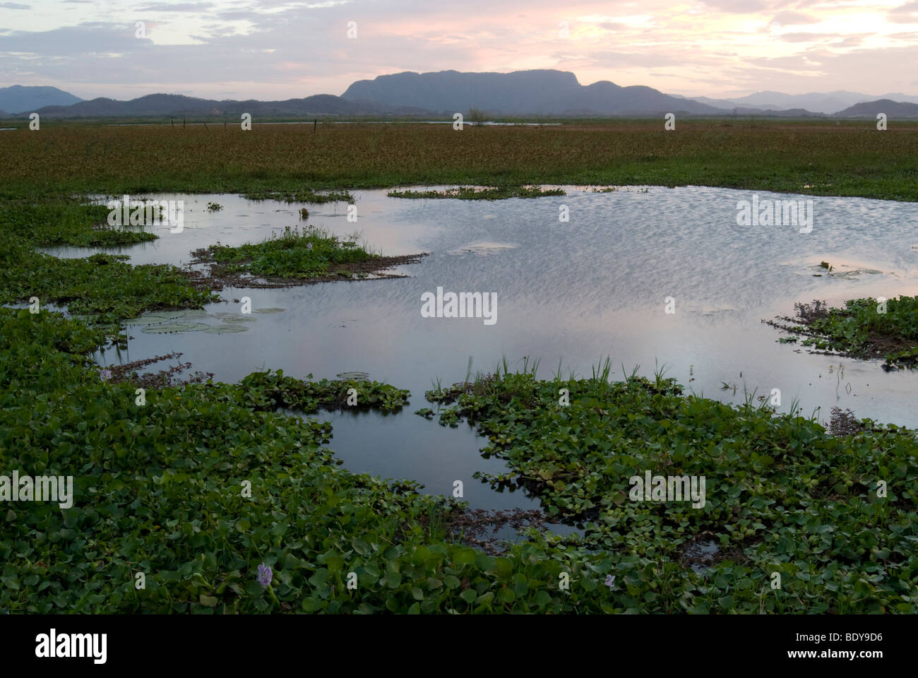 Sumpf im Nationalpark Palo Verde, Costa Rica in der Abenddämmerung. Stockfoto