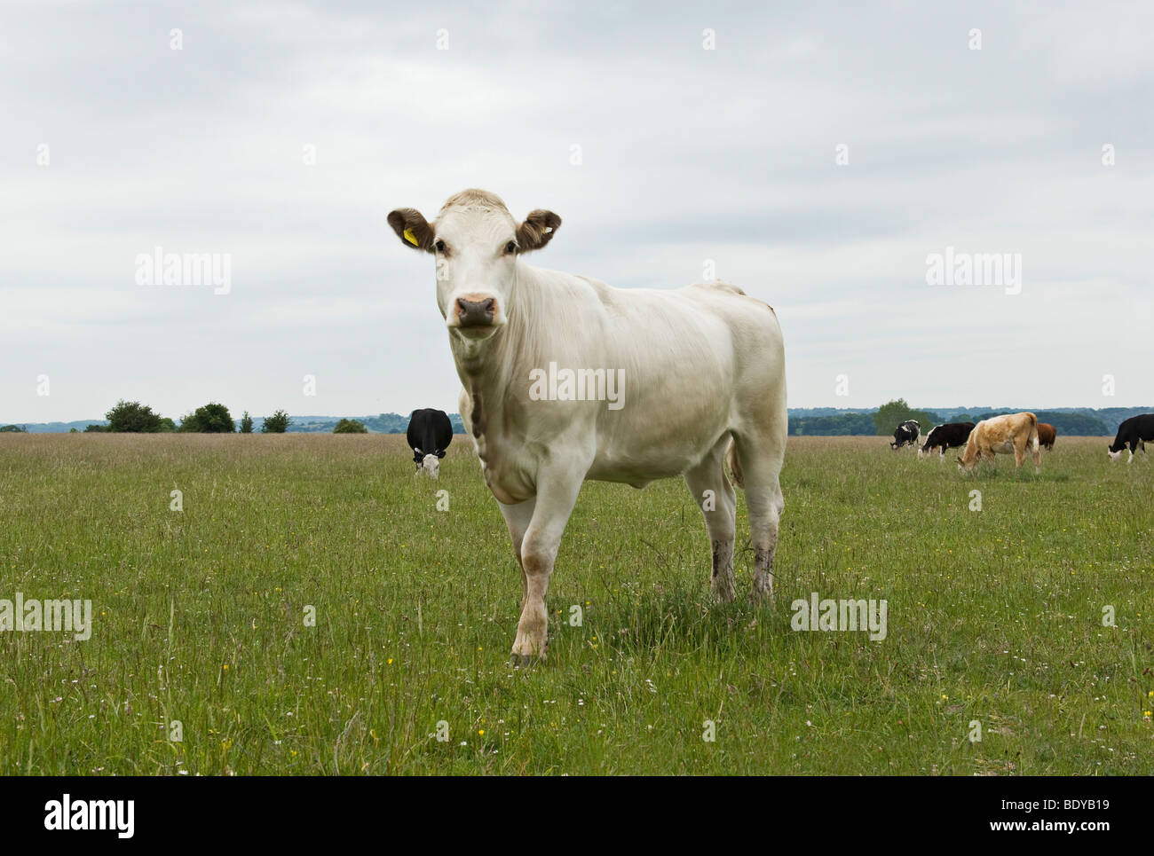 Kuh im Feld Stockfoto