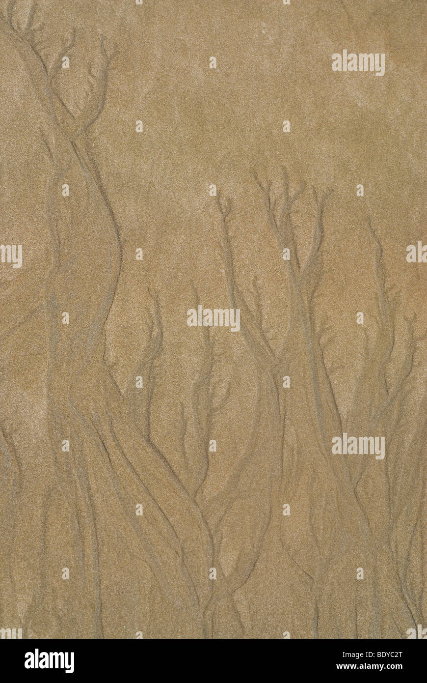 Muster in den Sand, Costa Rica. Stockfoto