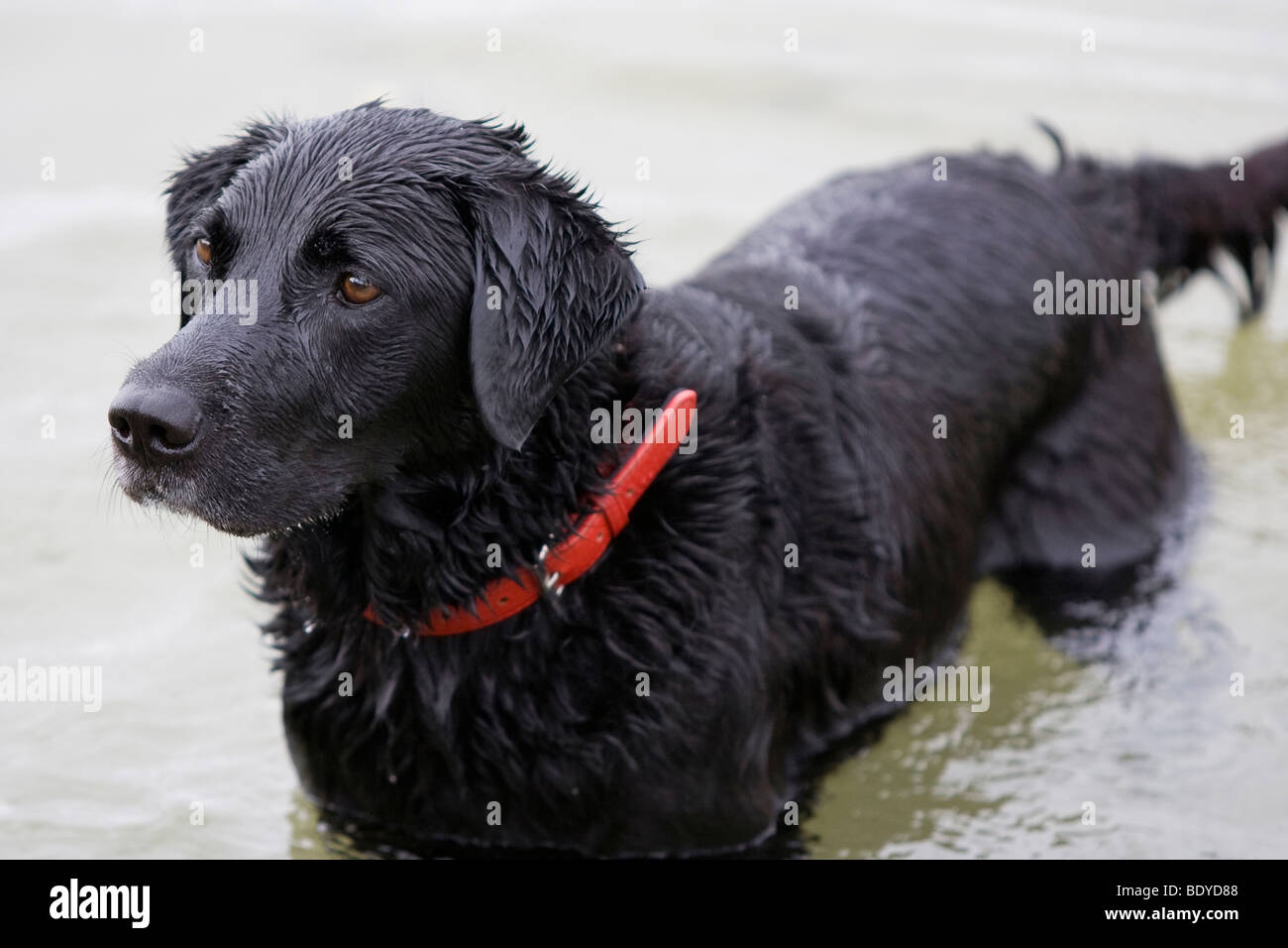 Jagdhund, schwarze Labrador im Wasser Stockfoto