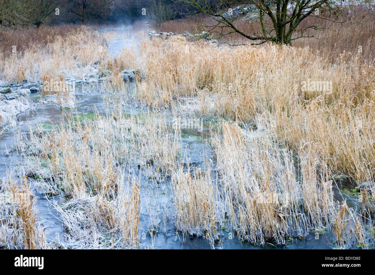 Nebel steigt aus den Fluß Lathkill an einem kalten Wintern Morgen am Lathkill Dale in Derbyshire Stockfoto