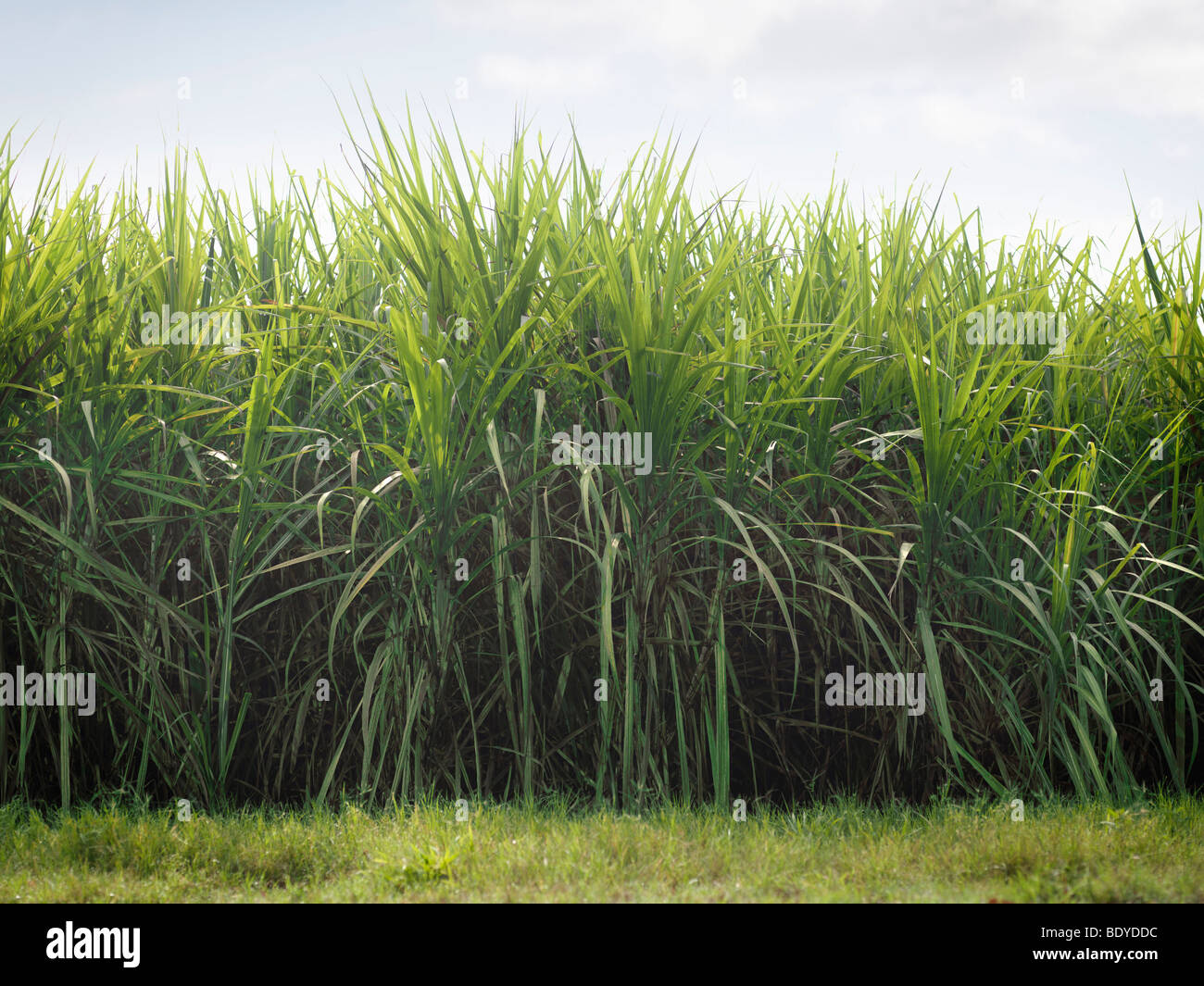 Zuckerrohr-Ernte Stockfoto