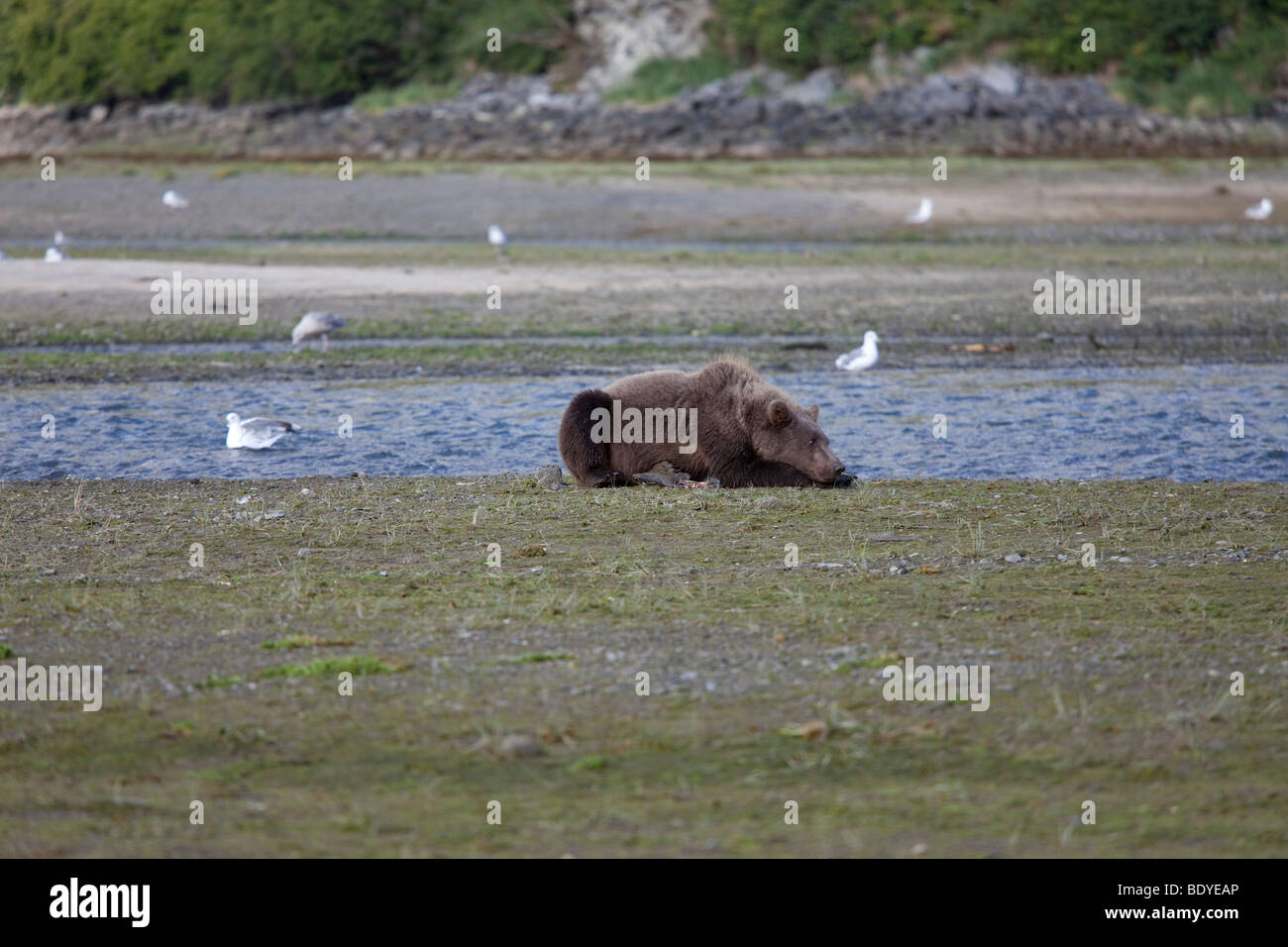 Grizzly Bären schlafen am Strand in geographischen Bay Katmai Nationalpark Alaska uns Nordamerika Stockfoto