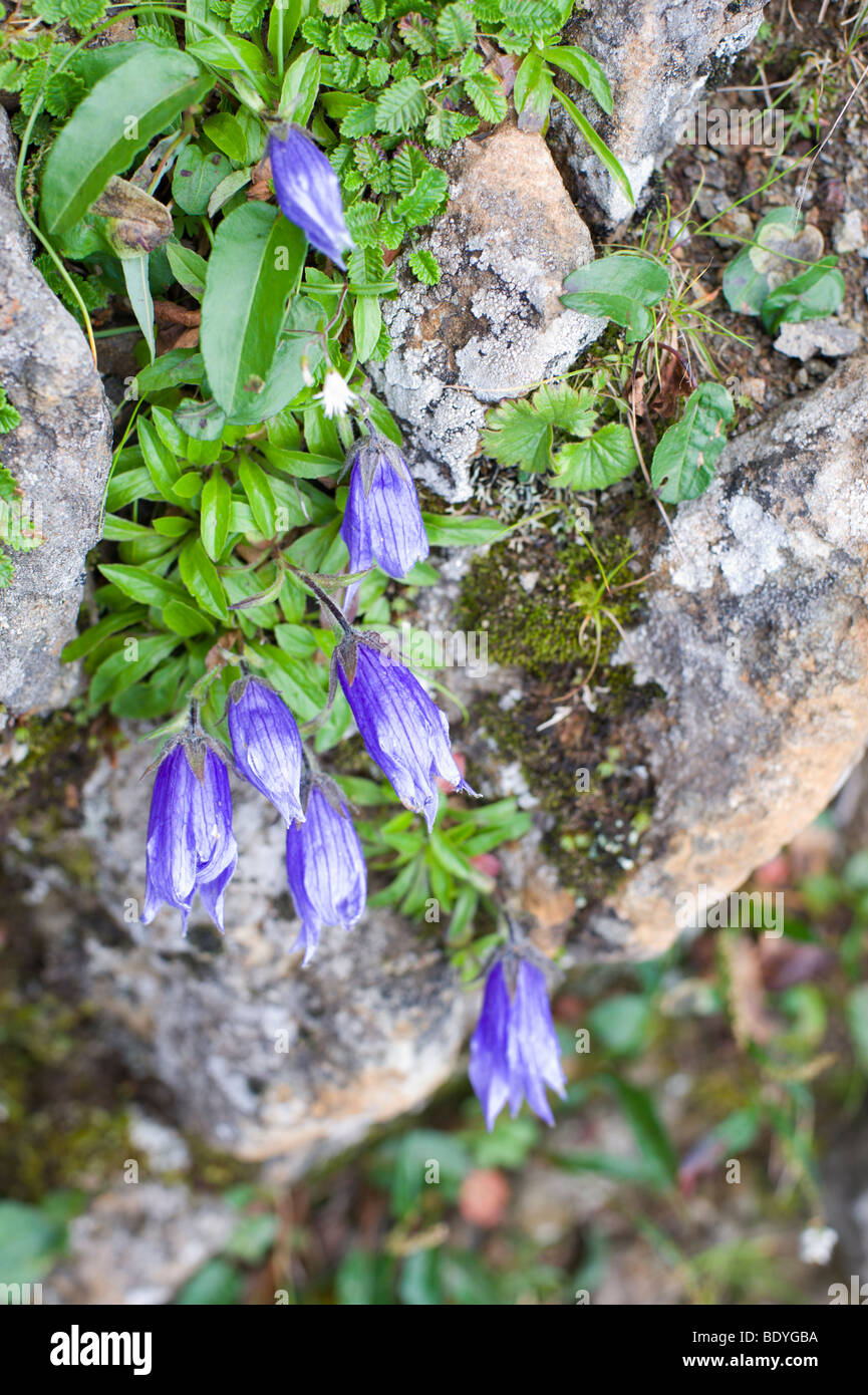 Alpine Campanula klammert sich an einer Felswand, Yatsugatake, Yamanashi, Japan Stockfoto