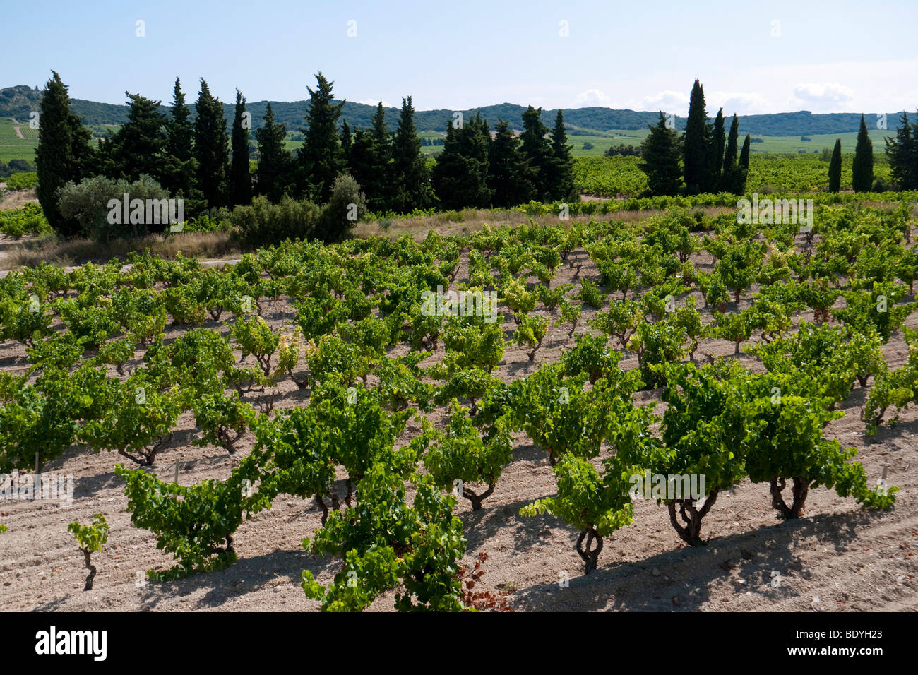Ein Weingut im Weingebiet von Tavel. Stockfoto