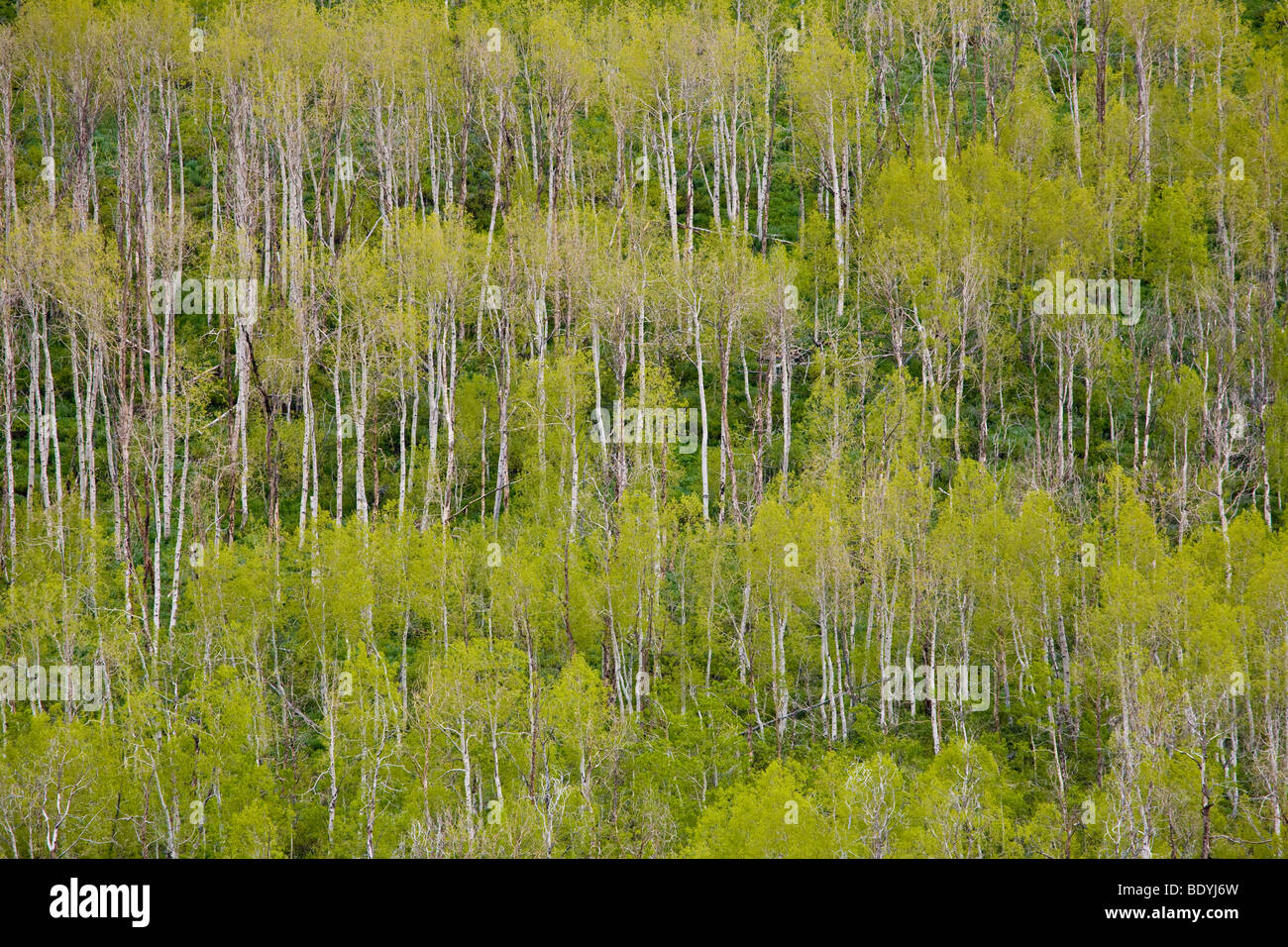 Amerikanischen Aspen Bäume mit Frühling Laub am Berghang in Utah außerhalb Salt Lake City, Vereinigte Staaten von Amerika Stockfoto