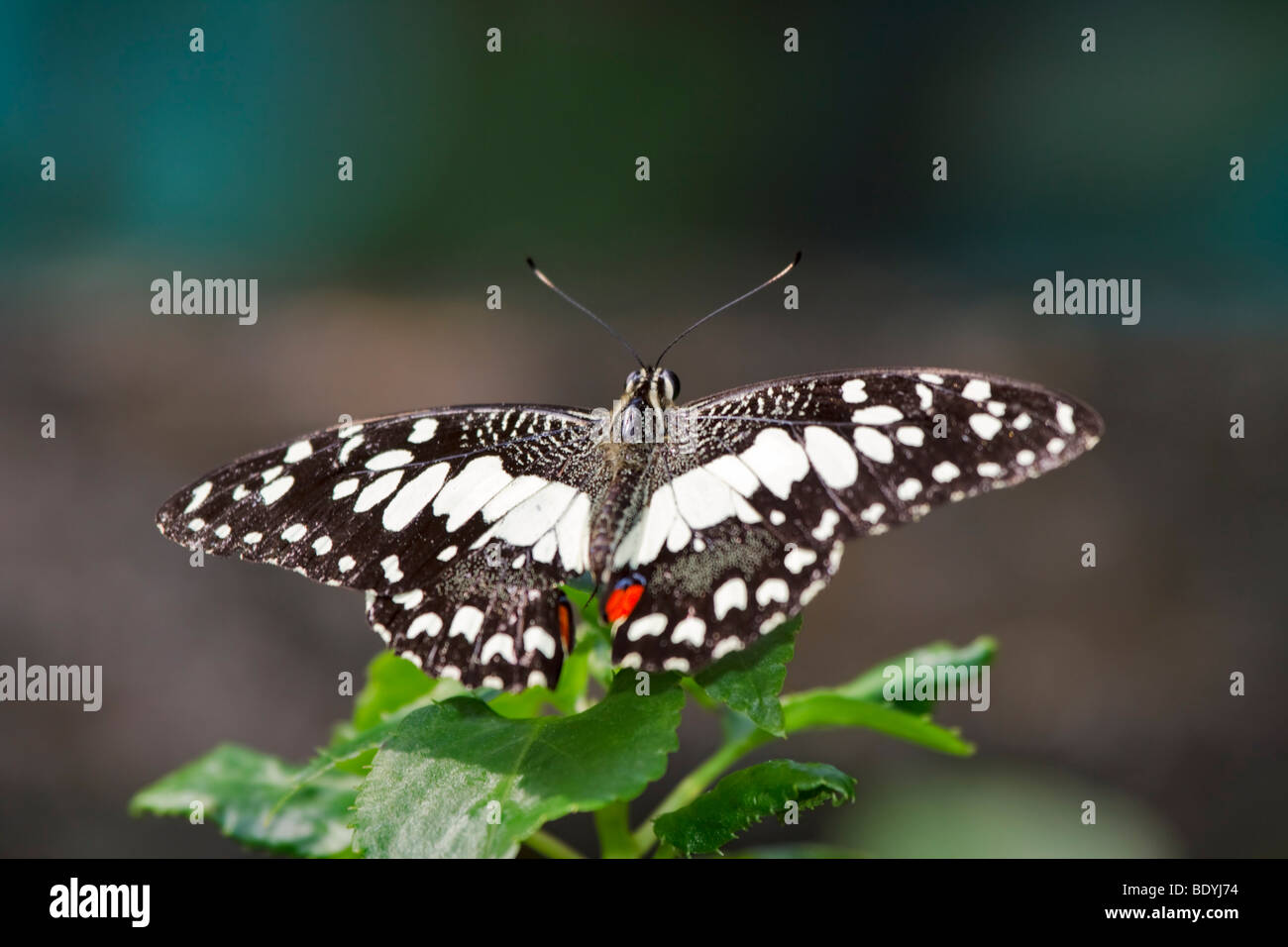 Lime Butterfly, Papilio Demoleus malayanus Stockfoto
