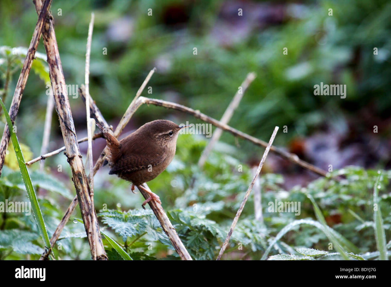 Zaunkönig (Troglodytes Troglodytes) thront auf einem Toten Stiel am Wehr Holz Vorratsbehälter Stockfoto