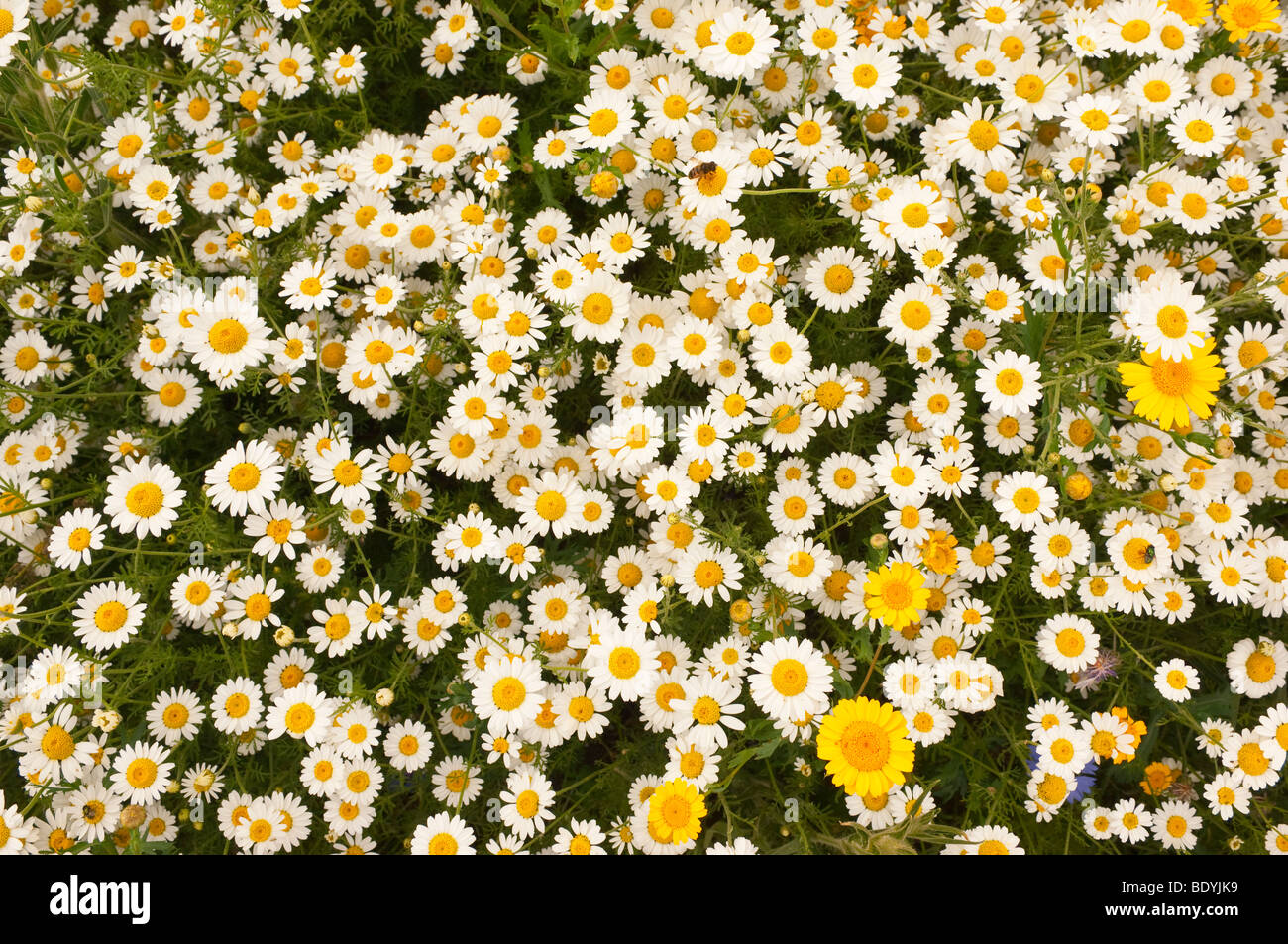 Schöne wilde Blumen in Hülle und Fülle in ein Feld im Vereinigten Königreich Stockfoto