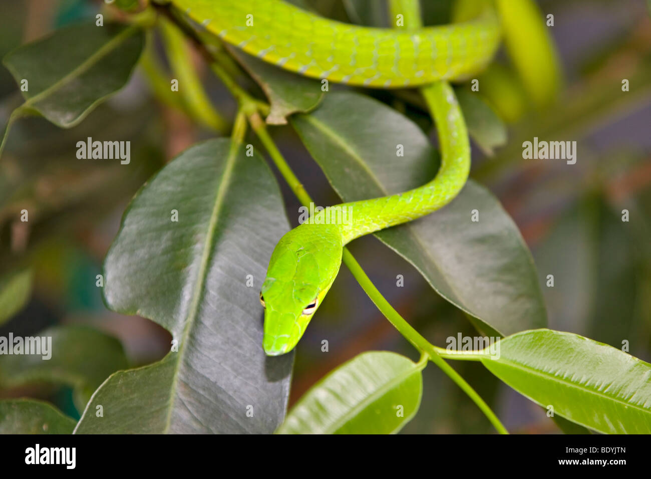 Oriental Whip Snake, Ahaetulla prasina Stockfoto