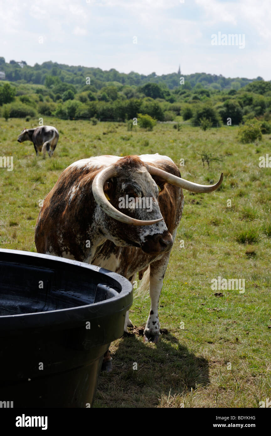 Lange Hornvieh, Epping Forest, Essex, UK Stockfoto