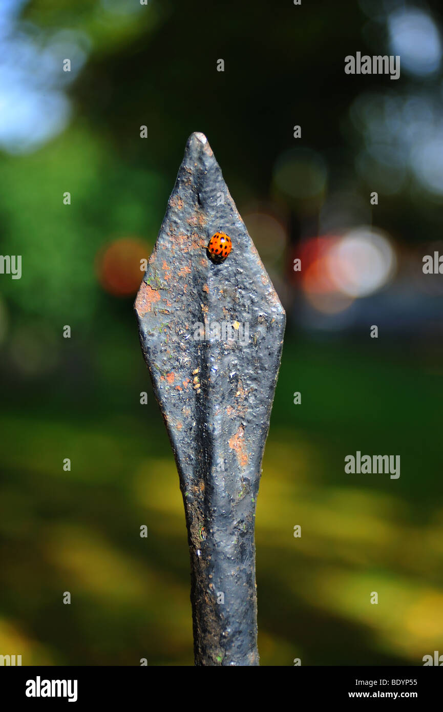 Marienkäfer auf Eisen Geländer Spike Stockfoto