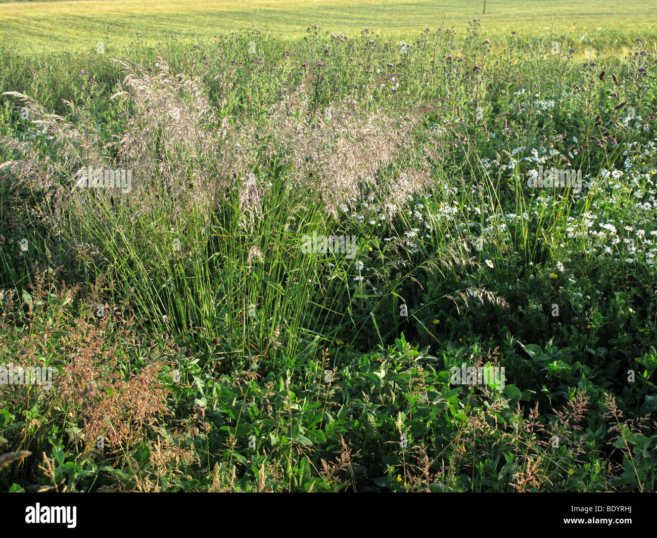 Feldrand mit Wildblumen und Gräser eingesät Stockfoto