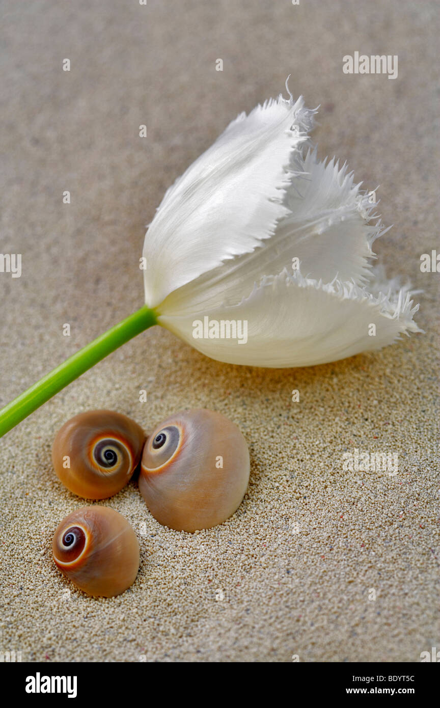 Weiße Tulpe und Meeresschnecken in Sand mit Fransen Stockfoto