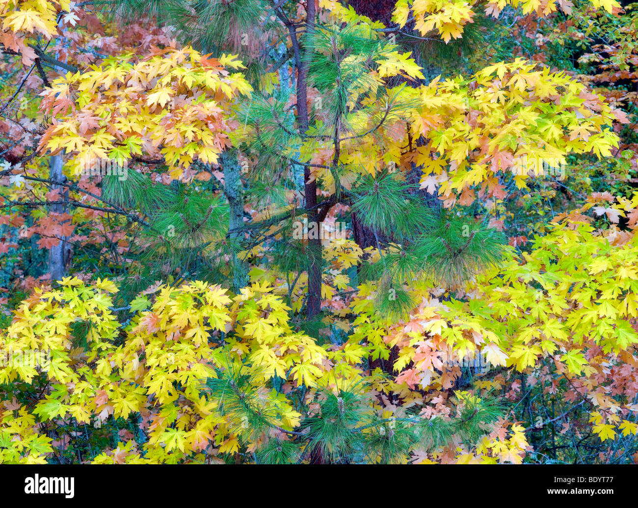 Fallen Sie farbige Big Leaf Maple Tree mit Ponderosa Baum. Hood River County, Oregon Stockfoto