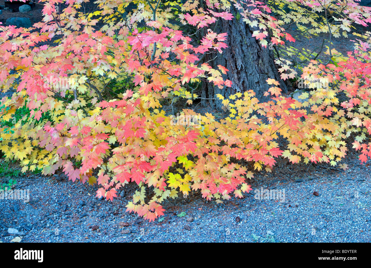 Fallen Sie farbige Vine Maple... Hood River County. Oregon Stockfoto