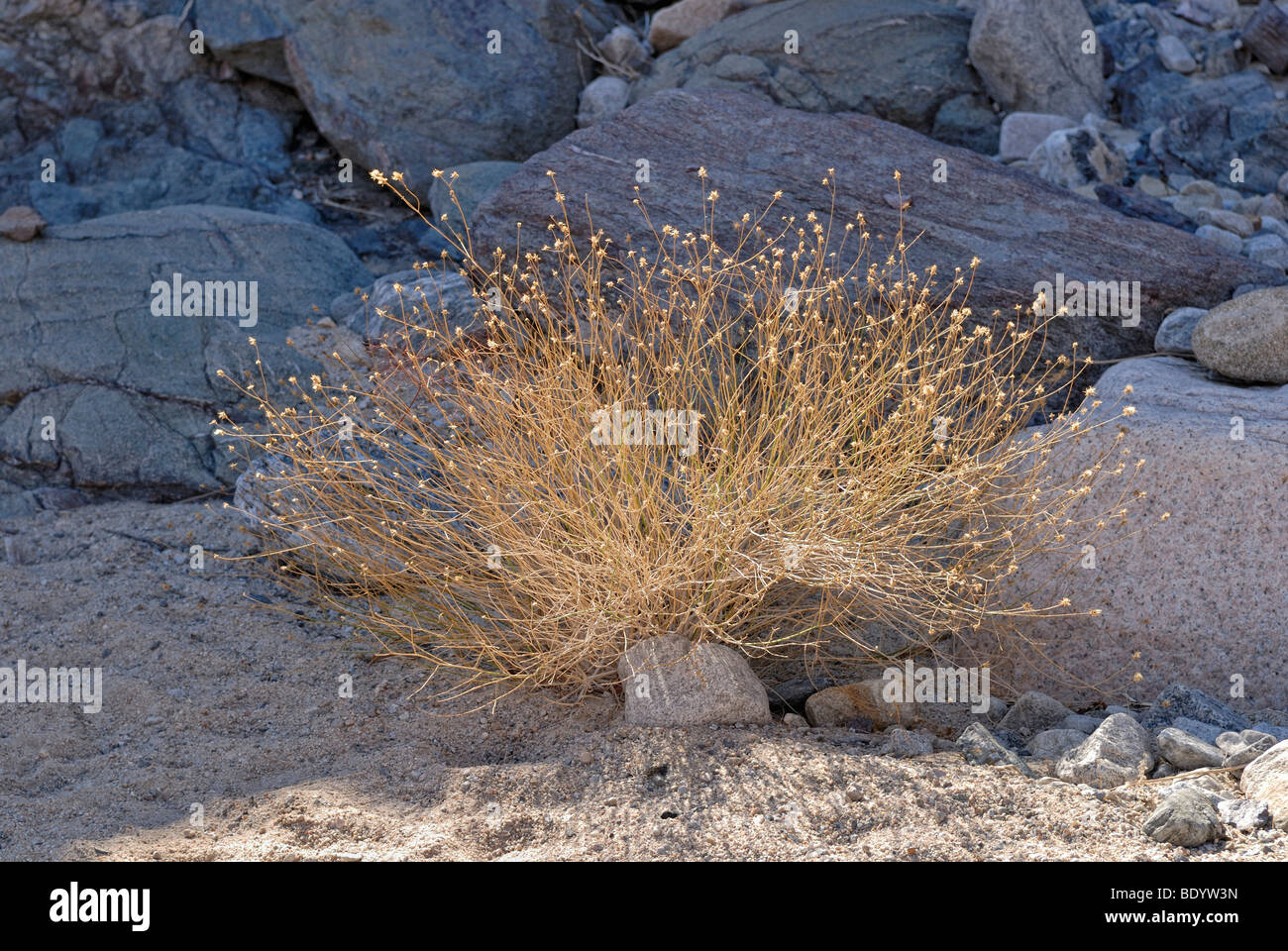 Brittlebush (Encelia Farinosa) in der trockenen Jahreszeit, Painted Canyon, Mekka Hills, Indio, Southern California, California, USA Stockfoto
