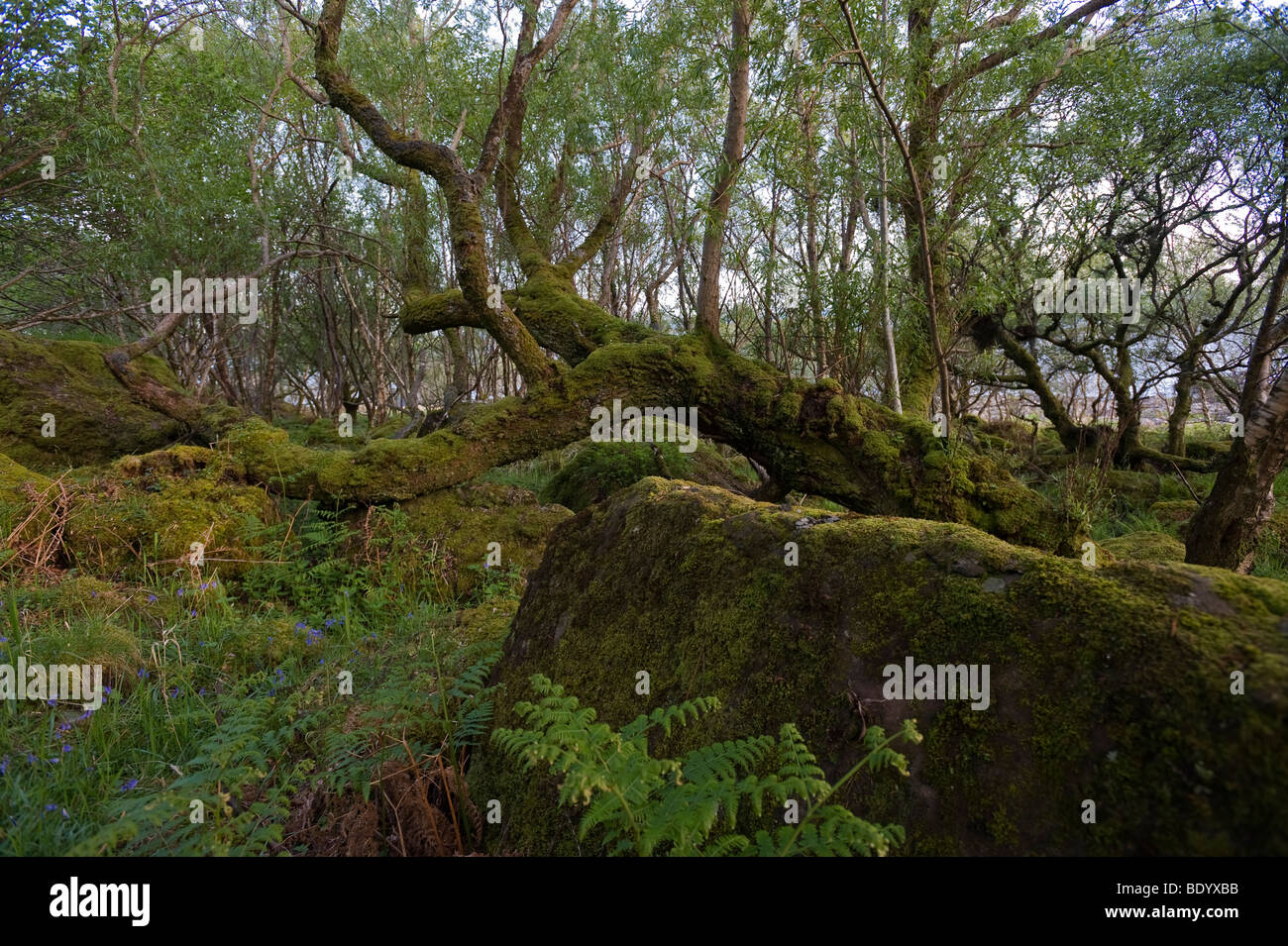 Moos bewachsenen Baum, Carsaig Bay, Isle of Mull, Schottland, Vereinigtes Königreich, Europa Stockfoto