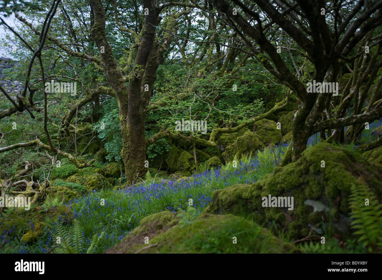 Urwald mit Glockenblumen, Carsaig Bay, Isle of Mull, Schottland, Vereinigtes Königreich, Europa Stockfoto