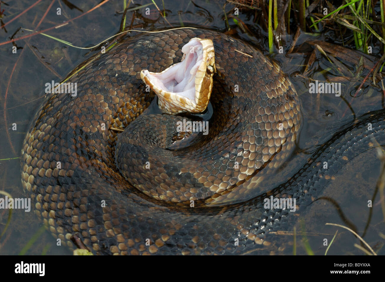 Schlange, Cottonmouth oder Wasser Mokassin Cottonmouth Warnung Haltung