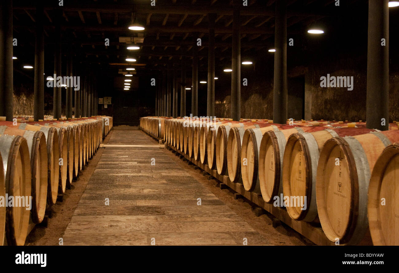 Burgund Frankreich 2009 Cluny Abtei Weingarten Keller Stockfoto