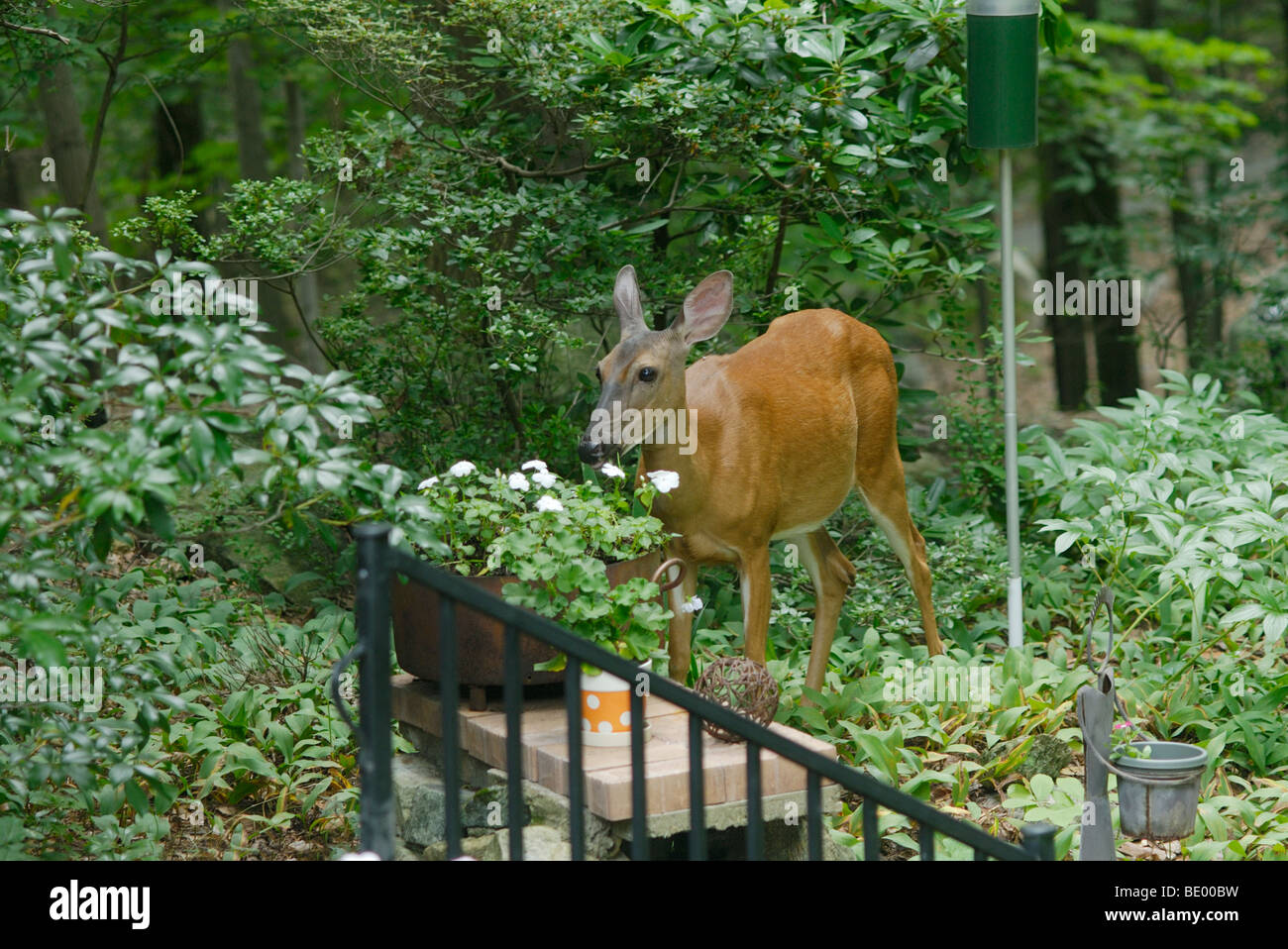 Whitetail Deer, Odocoileus Virginianus, im Garten Blumen Essen. Stockfoto