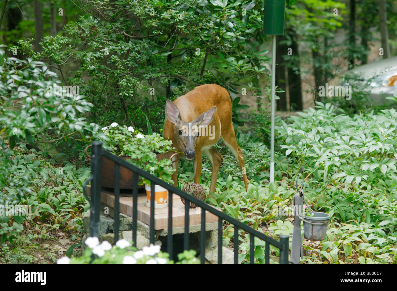 Whitetail Deer, Odocoileus Virginianus, im Garten Blumen Essen. Stockfoto