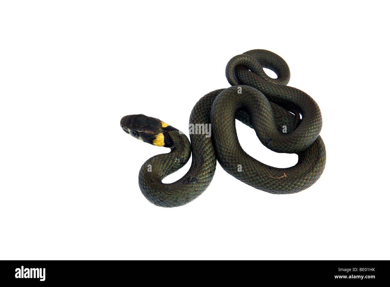 Junge Ringelnatter, Ring Schlange (Natrix Natrix) Stockfoto
