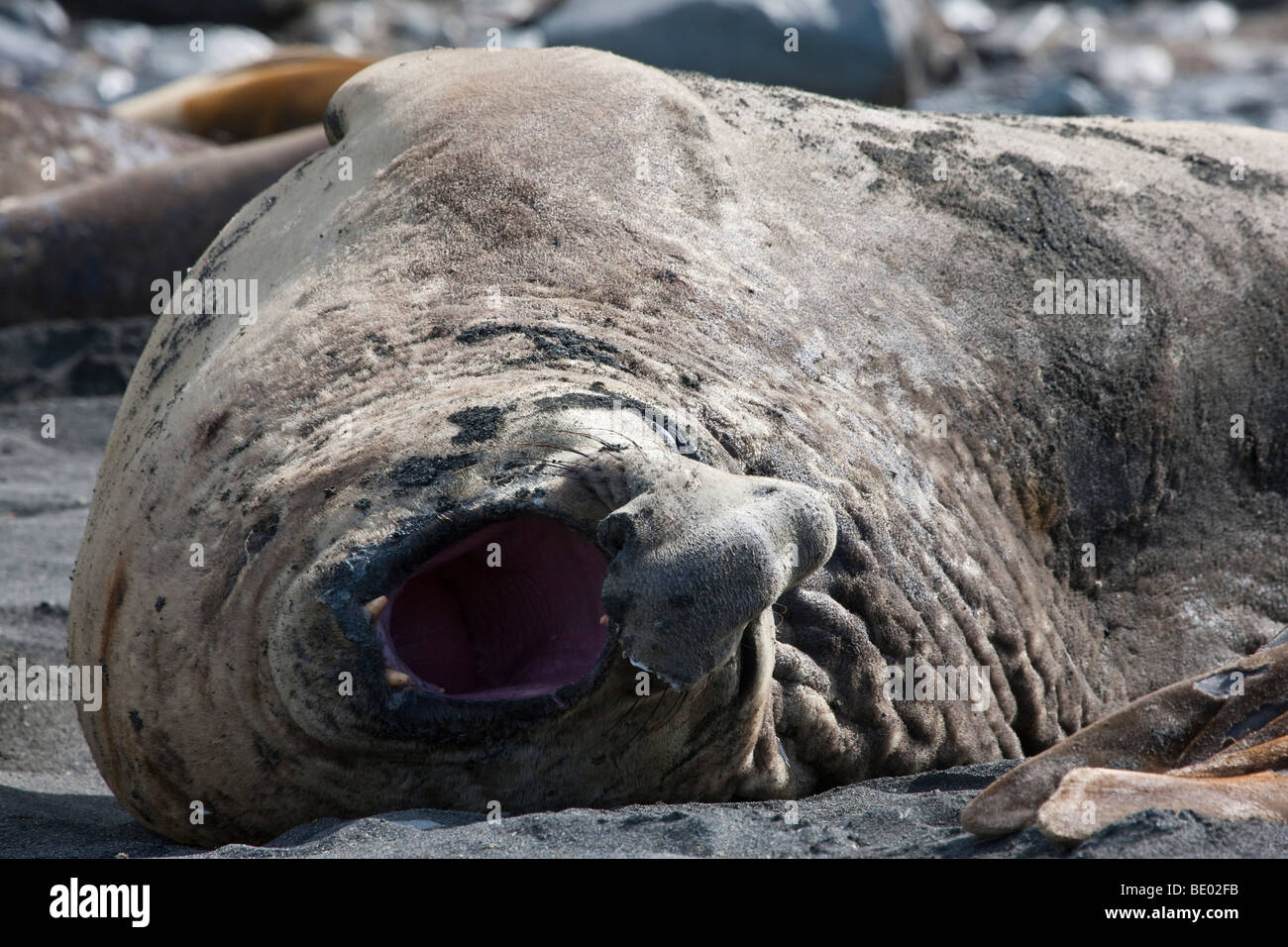 Close Up Lustiges Gespräch große männliche Elefanten Dichtung liegen auf der Seite und auf schwarze Sandstrand Mund weit geöffnet große Nase Gold Harbour, South Georgia, Antarktis Stockfoto