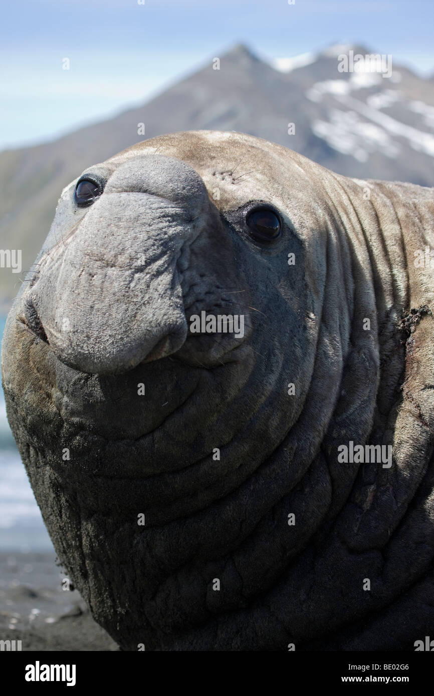 Lustig, Nahaufnahme Kopf und Nase der große hässliche beachmaster männlichen elephant Seal auf Strand Lächeln und Blickkontakt niedrigen Winkel, Südgeorgien Antarktis Stockfoto