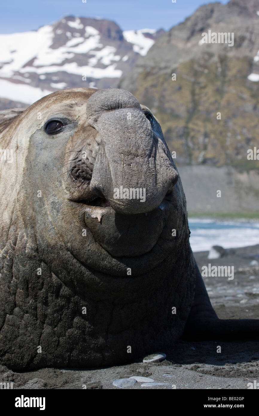Humorvoll Profil in der Nähe der Leiter der große hässliche 'beachmaster' männliche Elefanten Dichtung sprechen, am Strand, von niedrigen Winkel, Südgeorgien Antarktis Stockfoto